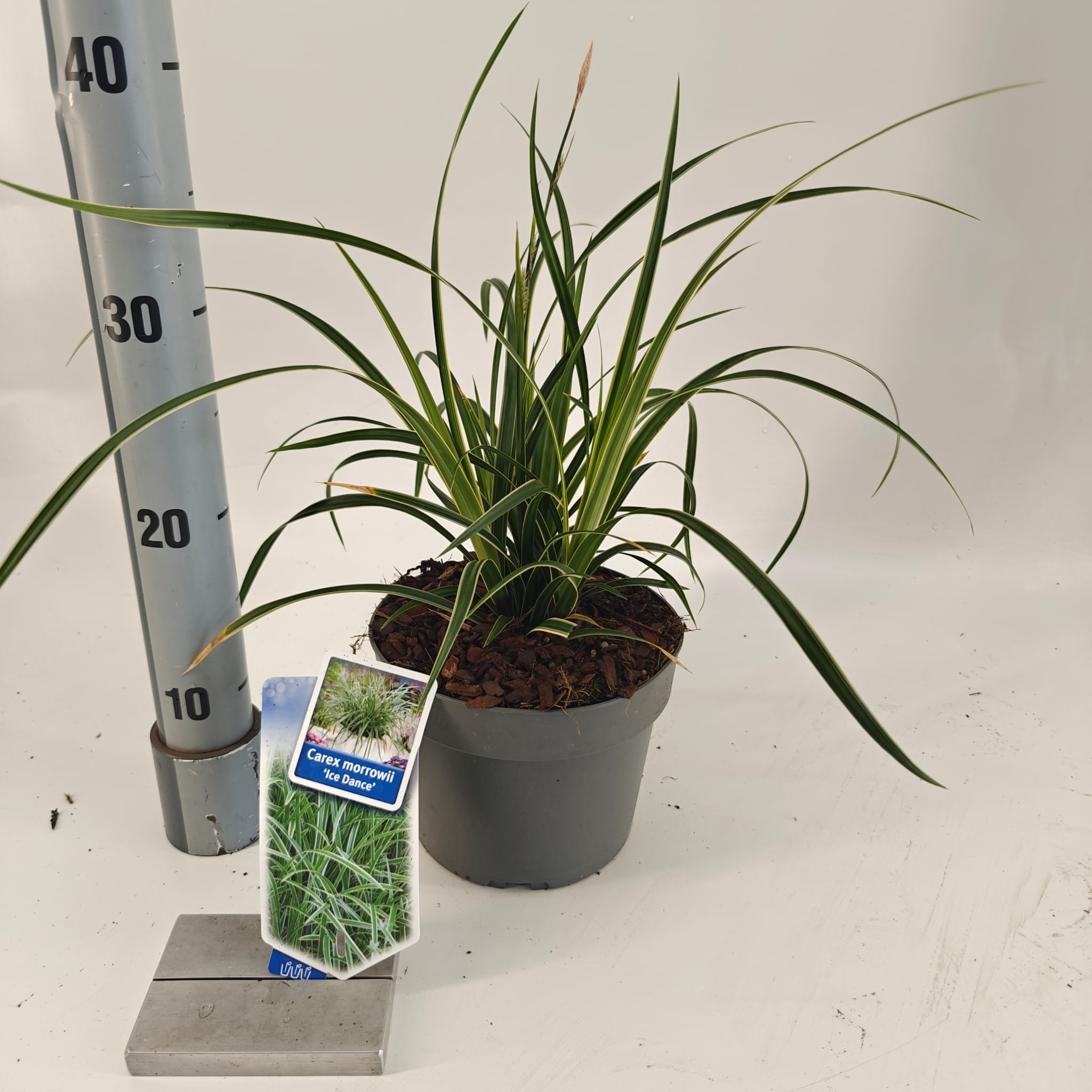 Picture of Carex morrowii 'Ice Dance'