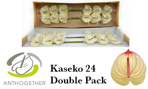 Anth A Kaseko