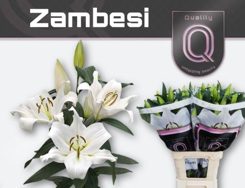 Li Ot Zambesi