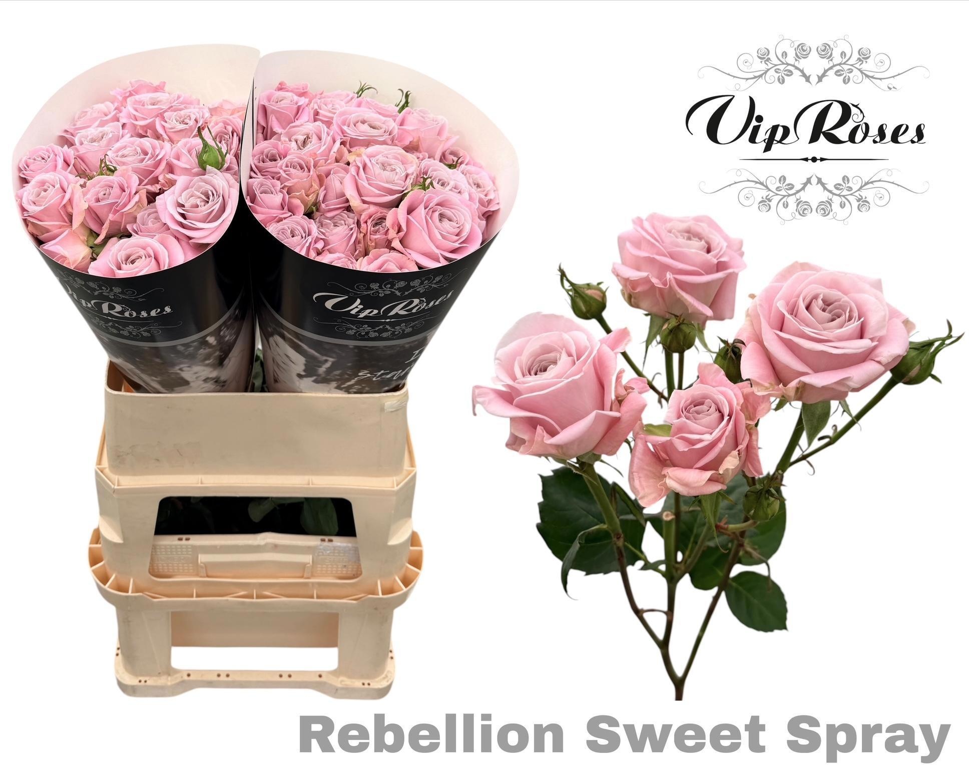 R Tr Rebellion Sweet