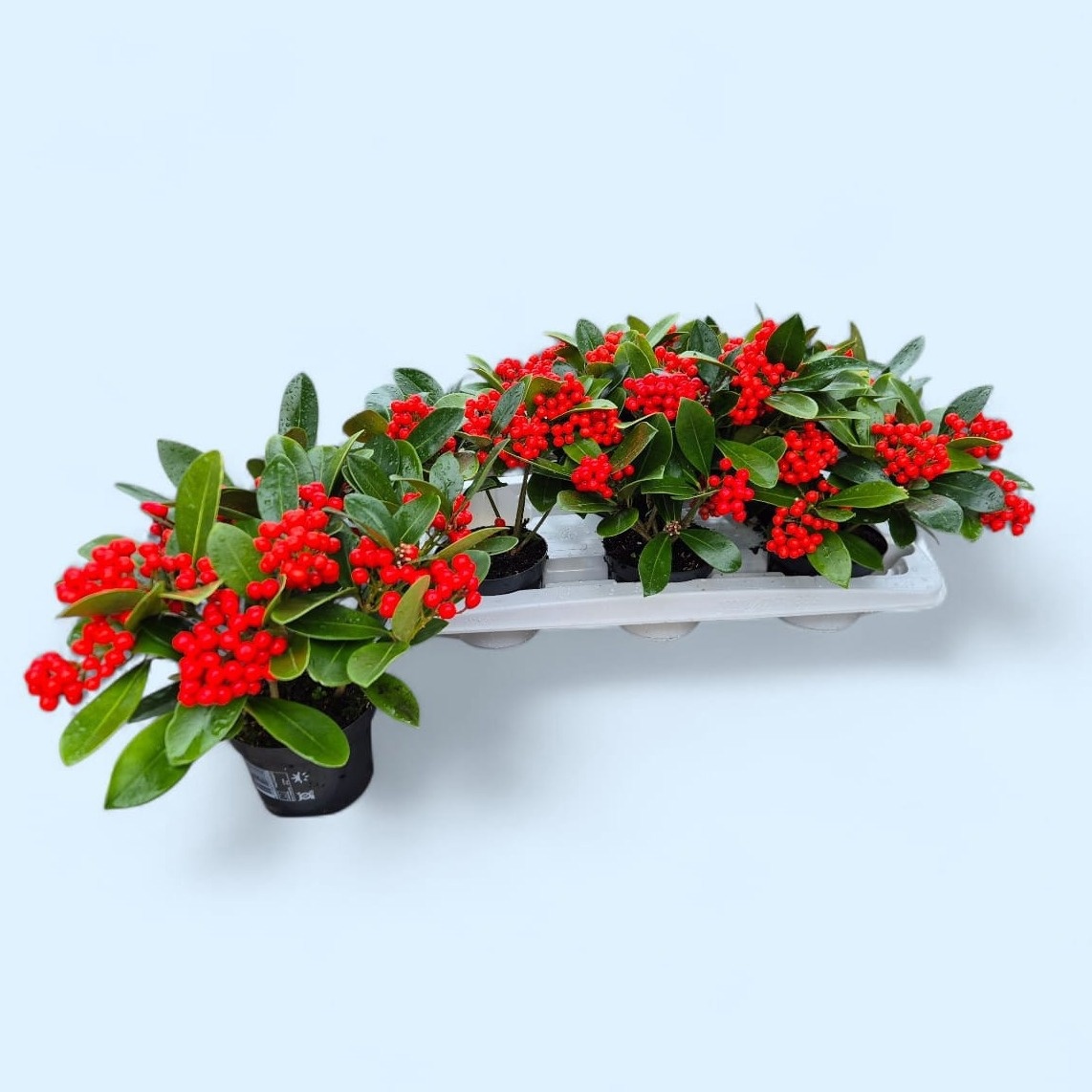 Skimmia jap. O'Berries Red SKIM JA OBERRIES RED | OZ Planten