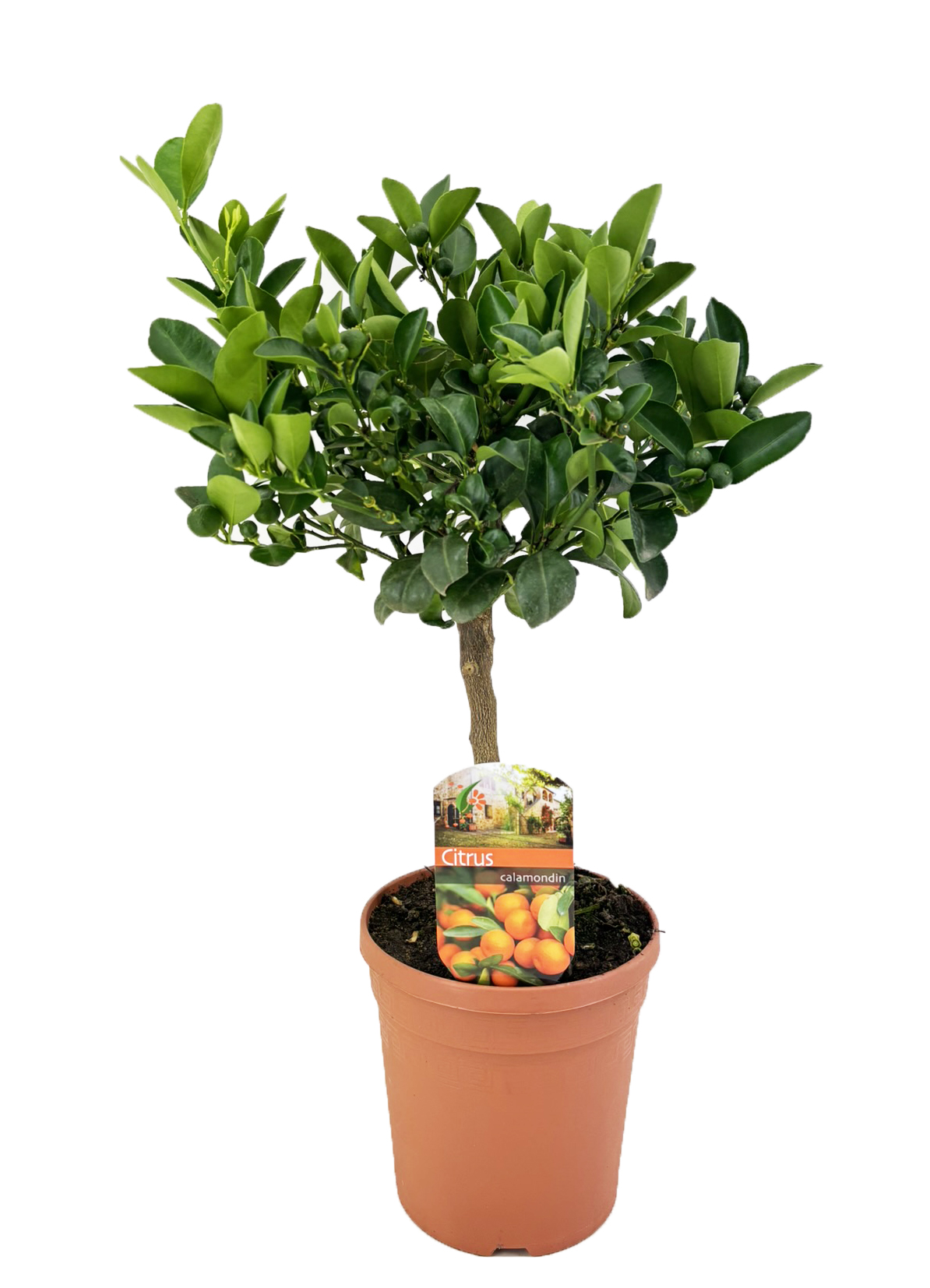 Picture of Citrus calamondin P15 std 15/fruit