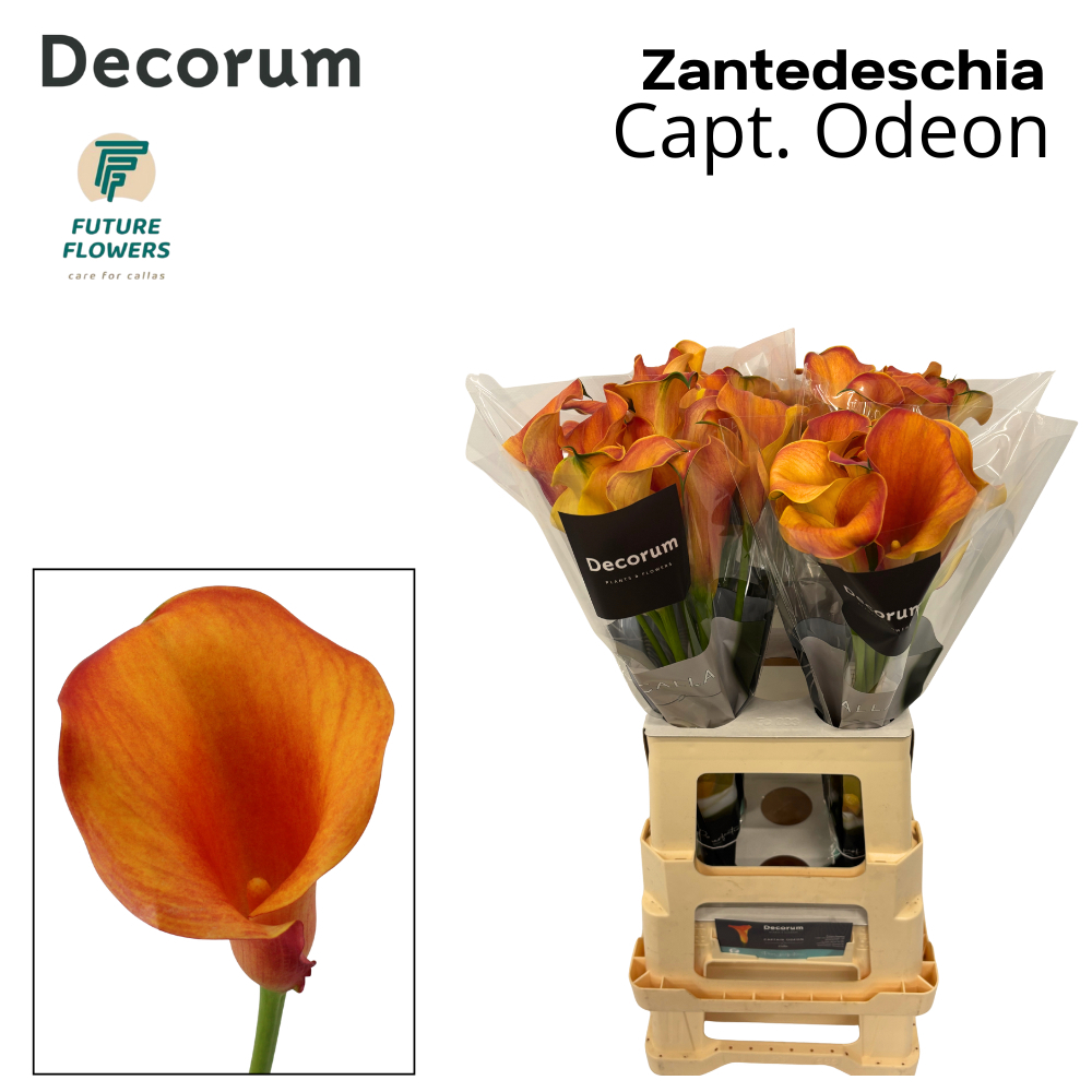 Zant Capt Odeon