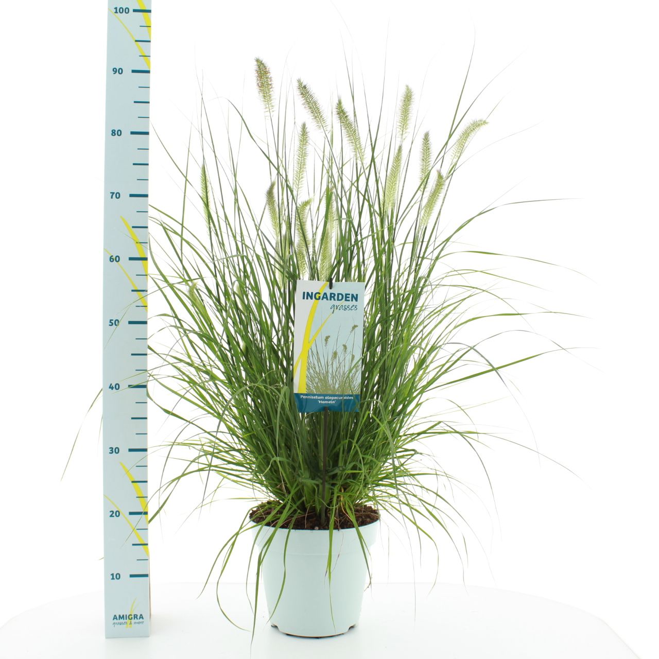 Picture of Pennisetum al. 'Hameln'