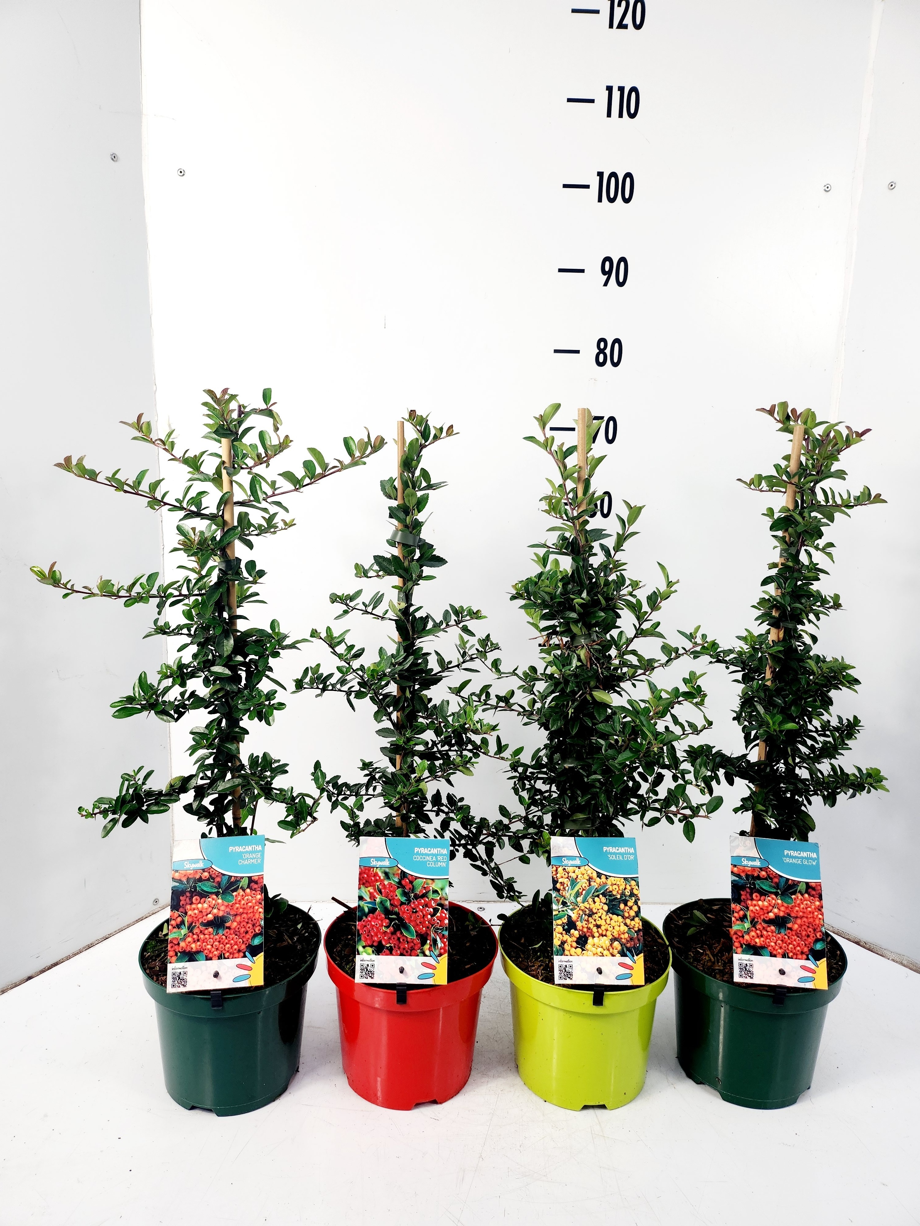 Picture of Pyracantha in 4 varieties P12 2-STICK