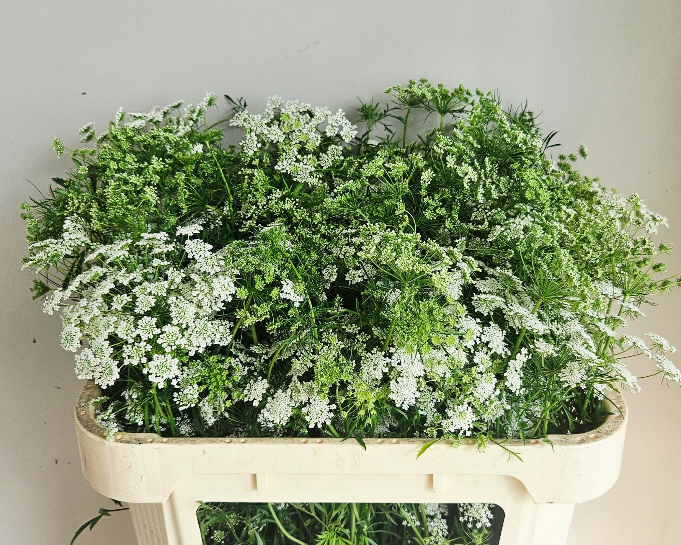 Ammi Majus