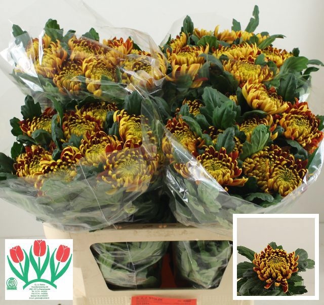 Chrys Single Fuego 70cm 65gram