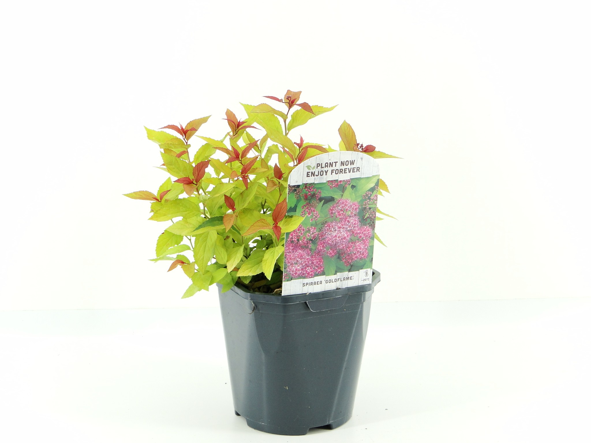 Picture of Spiraea jap. Goldflame