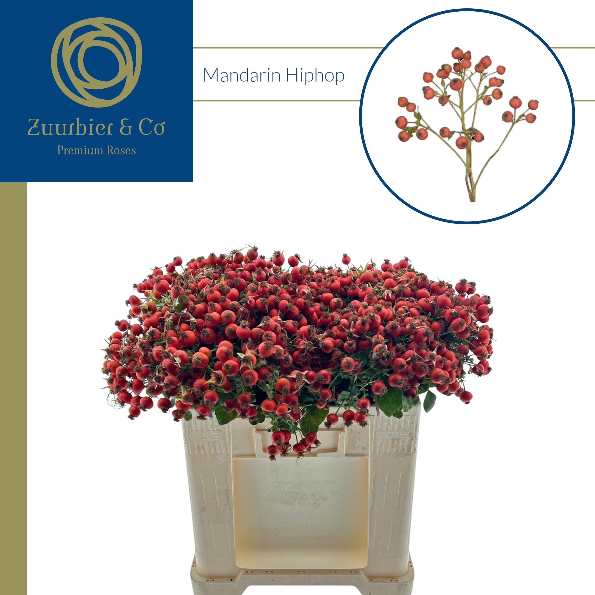 Rosa Mandarin Hiphop 50cm