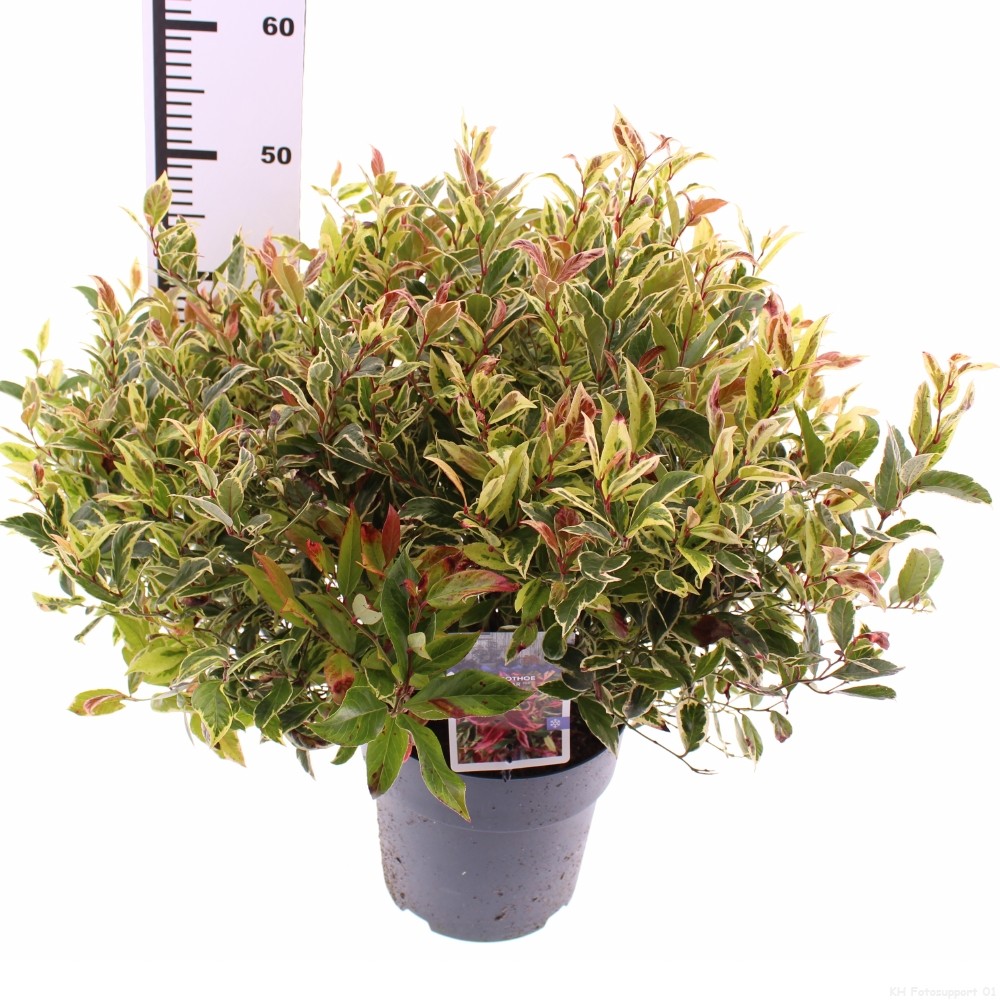 Picture of Leucothoe Firestar P21 (4 Ltr) (LOOSE)