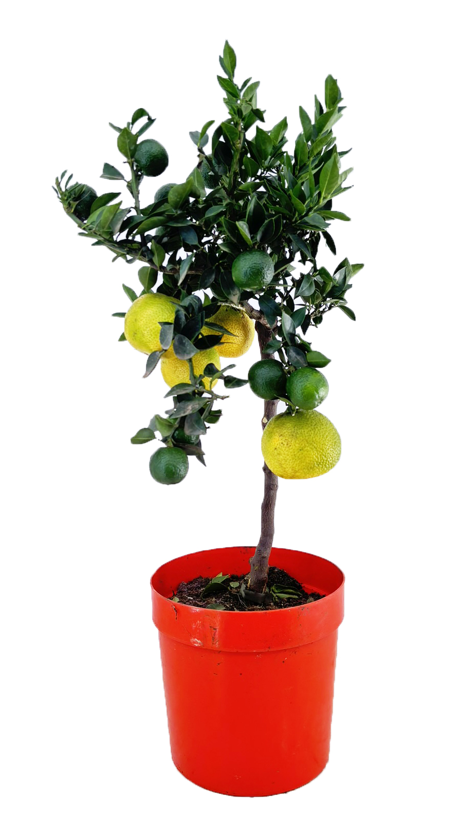 Picture of Citrus chinotto P21 (4 Ltr) STD