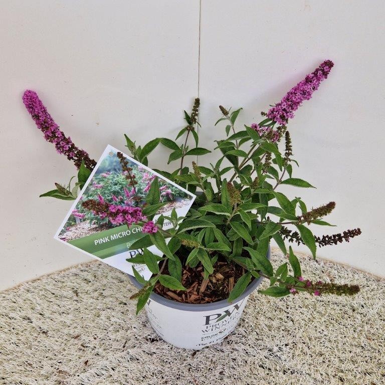 Picture of Buddleja 'Pink Micro Chip' ®