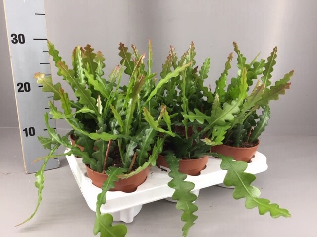 Epiphyllum anguliger