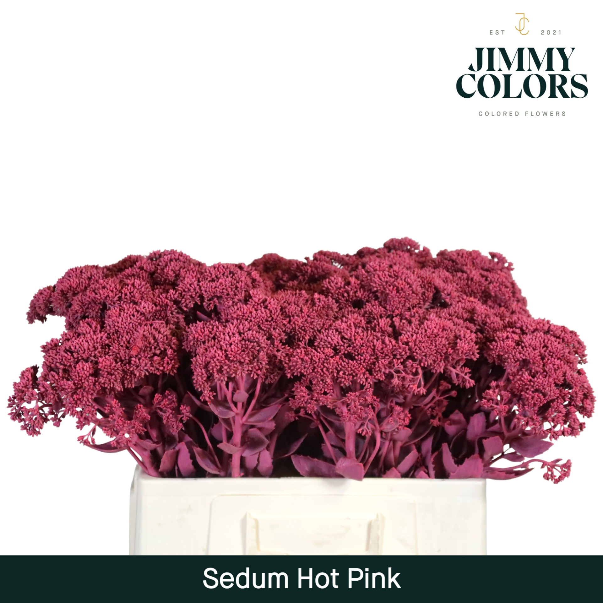 Sedum L55 Hot Pink