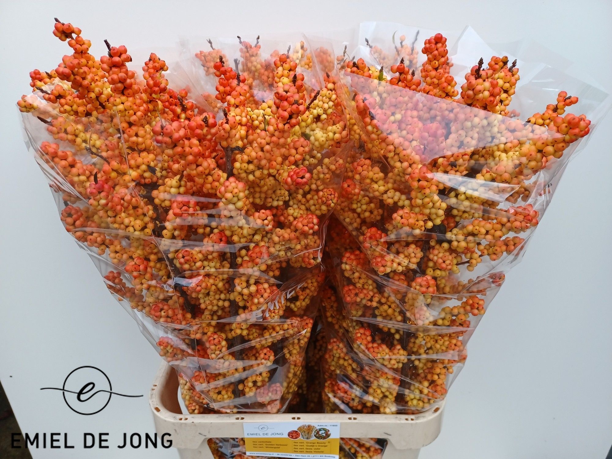 Ilex Ilexia Victoria 100cm