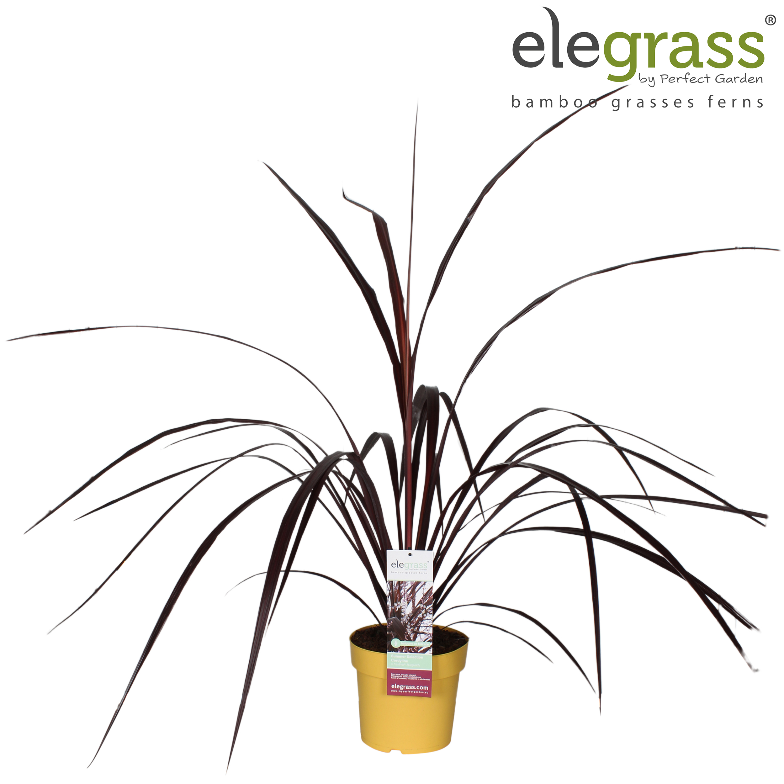 Picture of Cordyline x 'Festival® Burgundy' P23