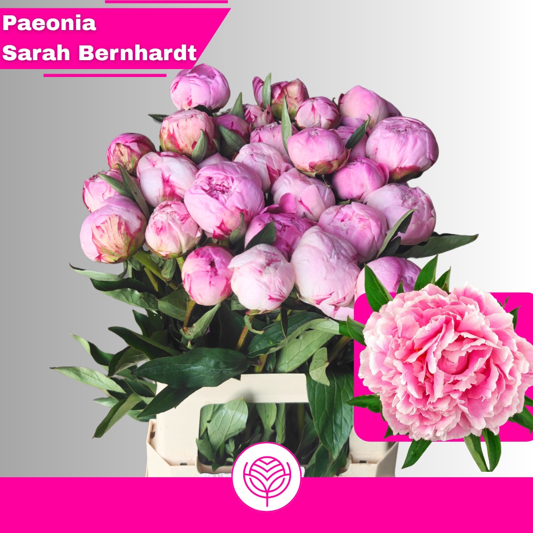 Paeo L Sara Bernhard