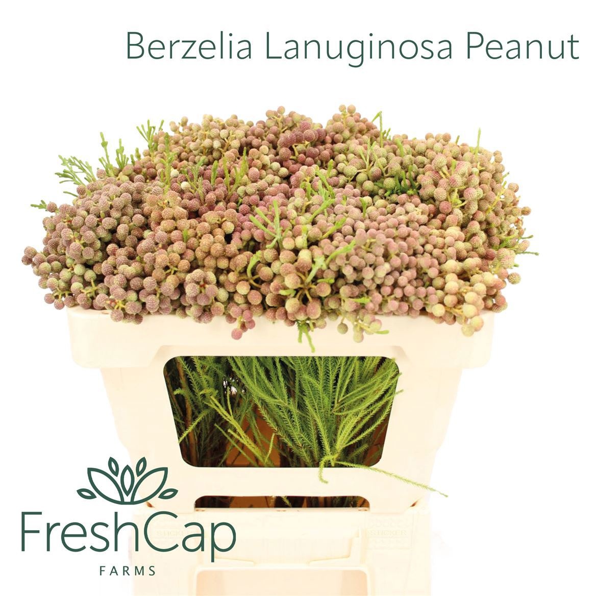 Berzelia Lanuginosa Bunch 50cm