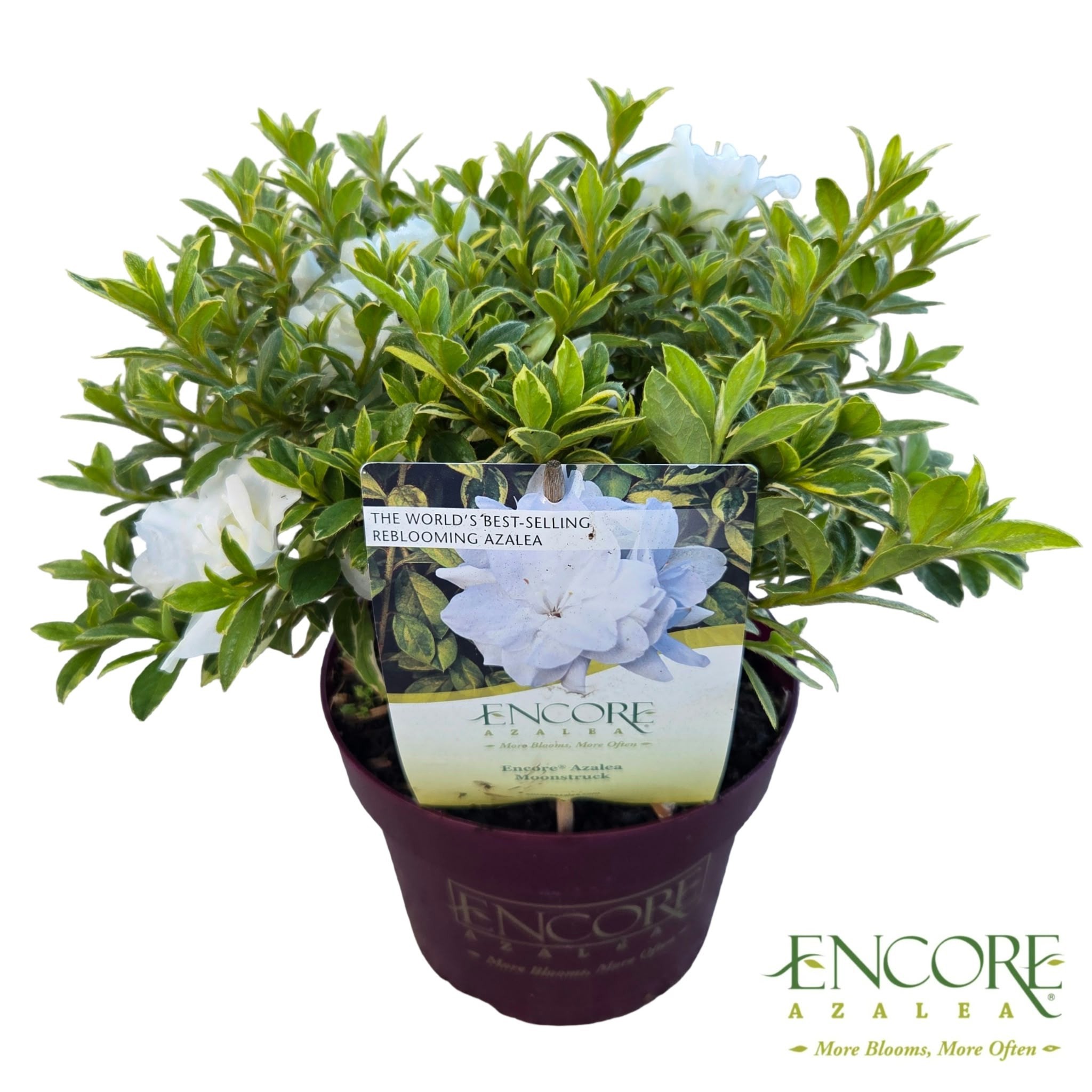 Rhododendron Encore® Autumn Moonstruck ('Mootum')