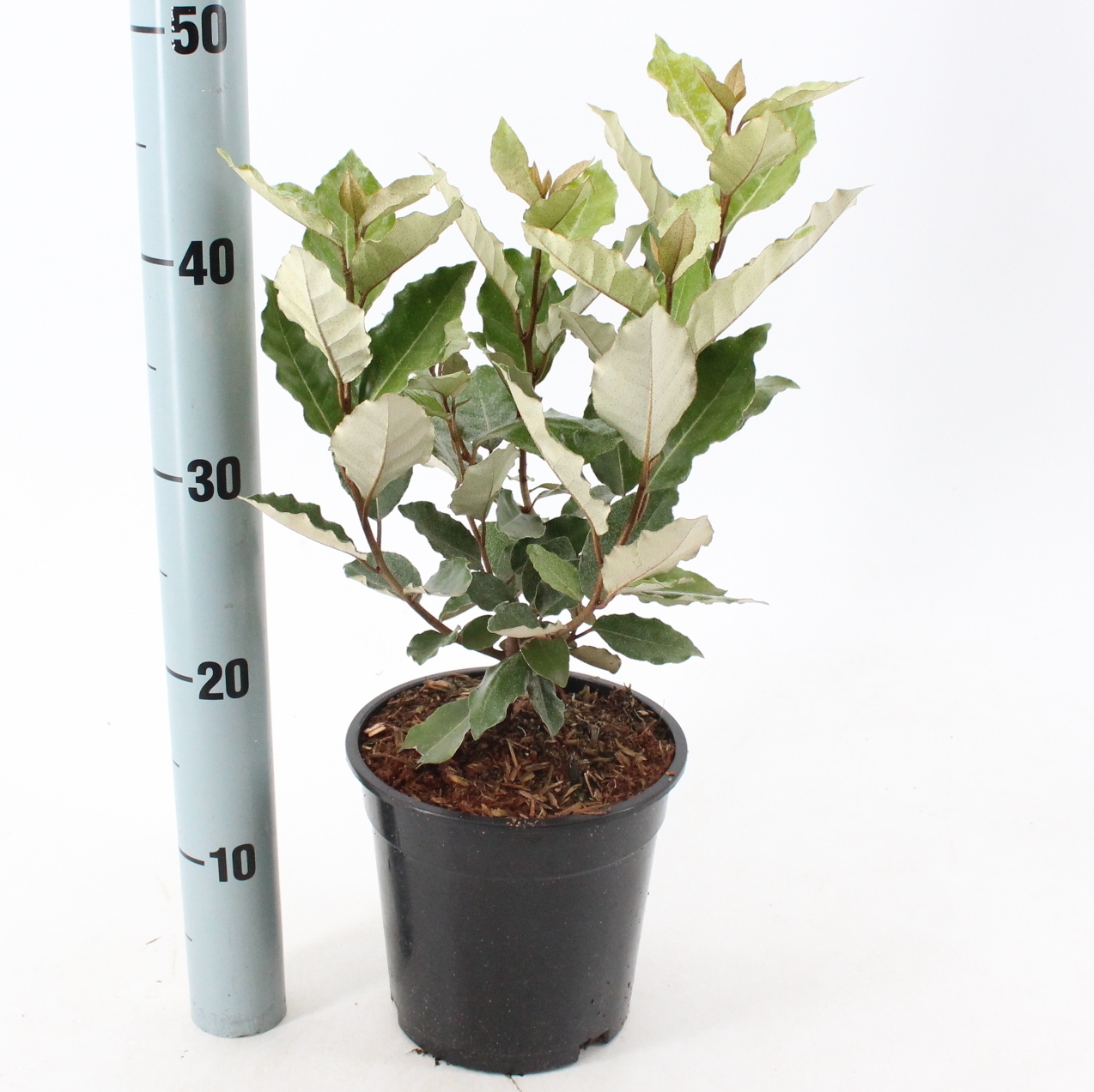 Picture of Elaeagnus ebbingei 'Compacta'