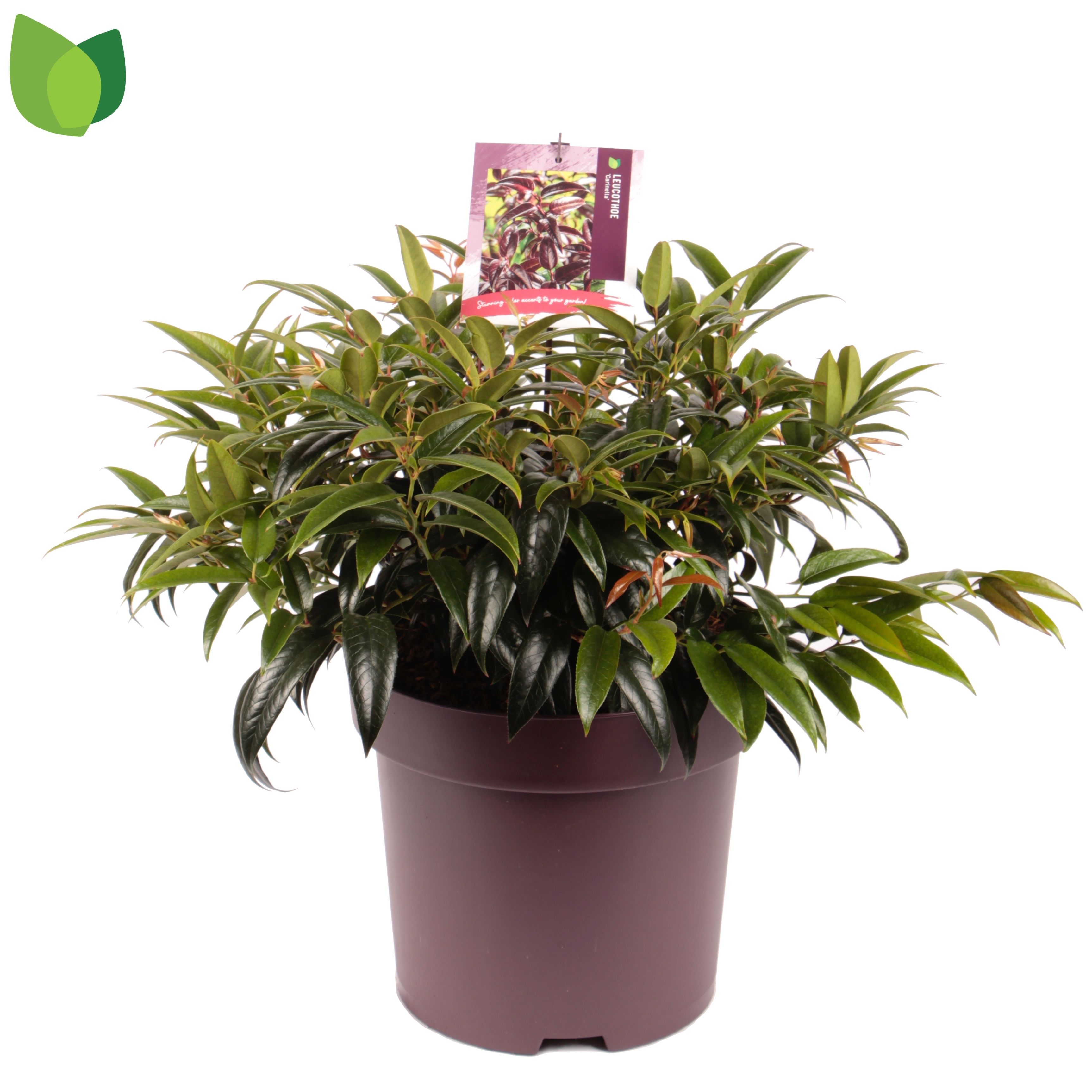 Leucothoe Carinella ('Zebekot')