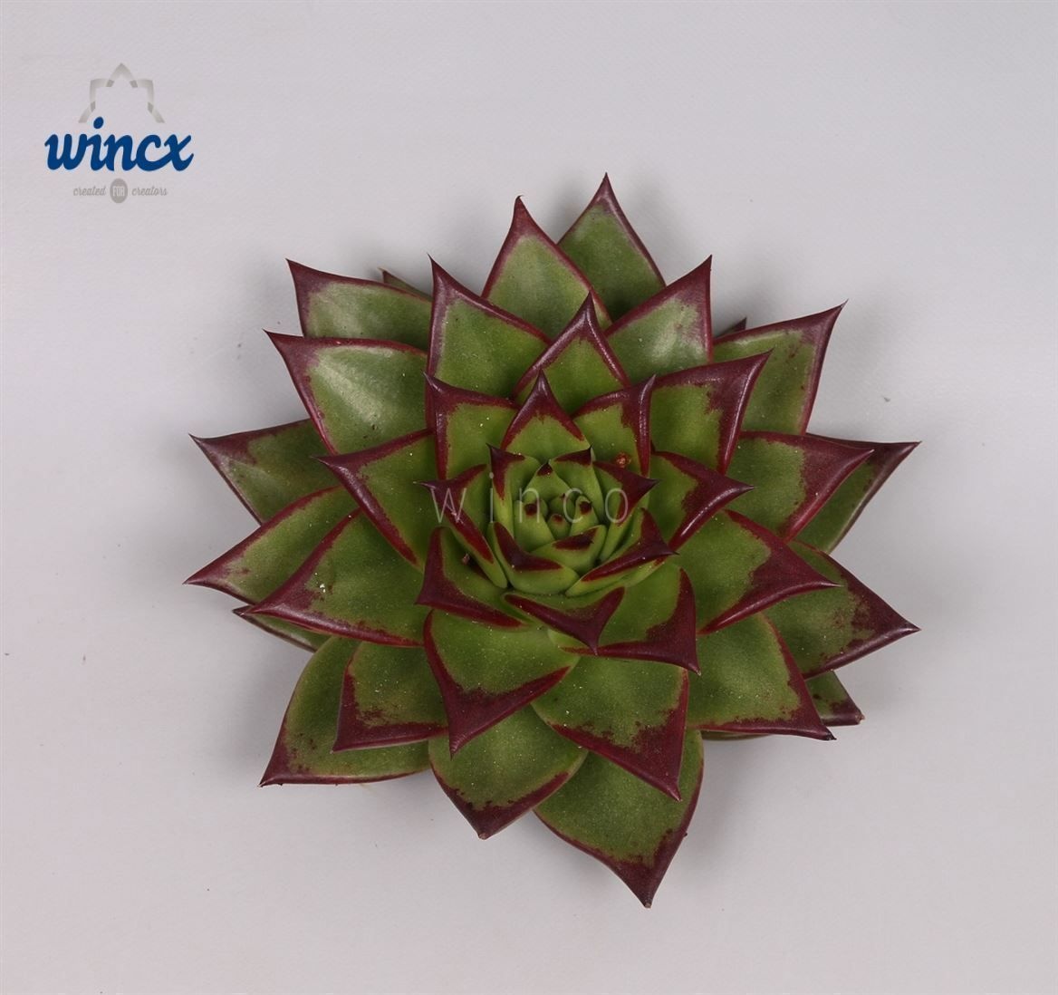 Echeveria Lipstick (dr) Cutflower