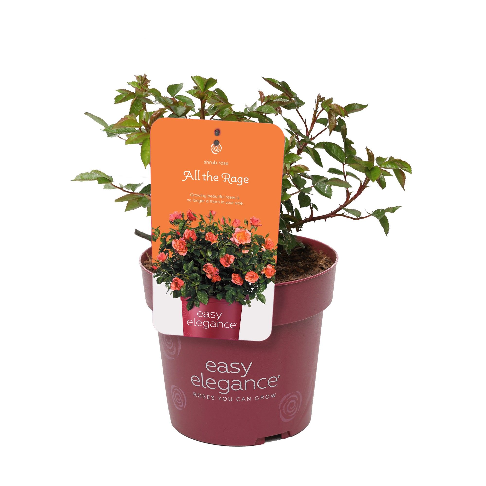 Rosa 'All The Rage' - Struik - - Easy Elegance