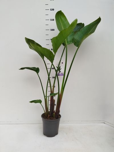 strelitzia nicolai