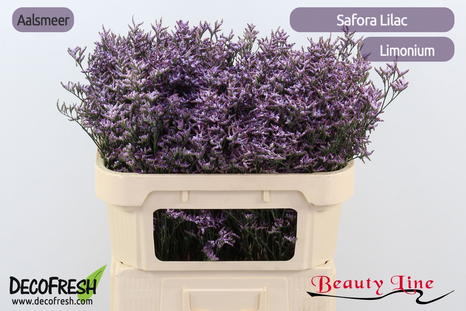 Lim Saf Lilac