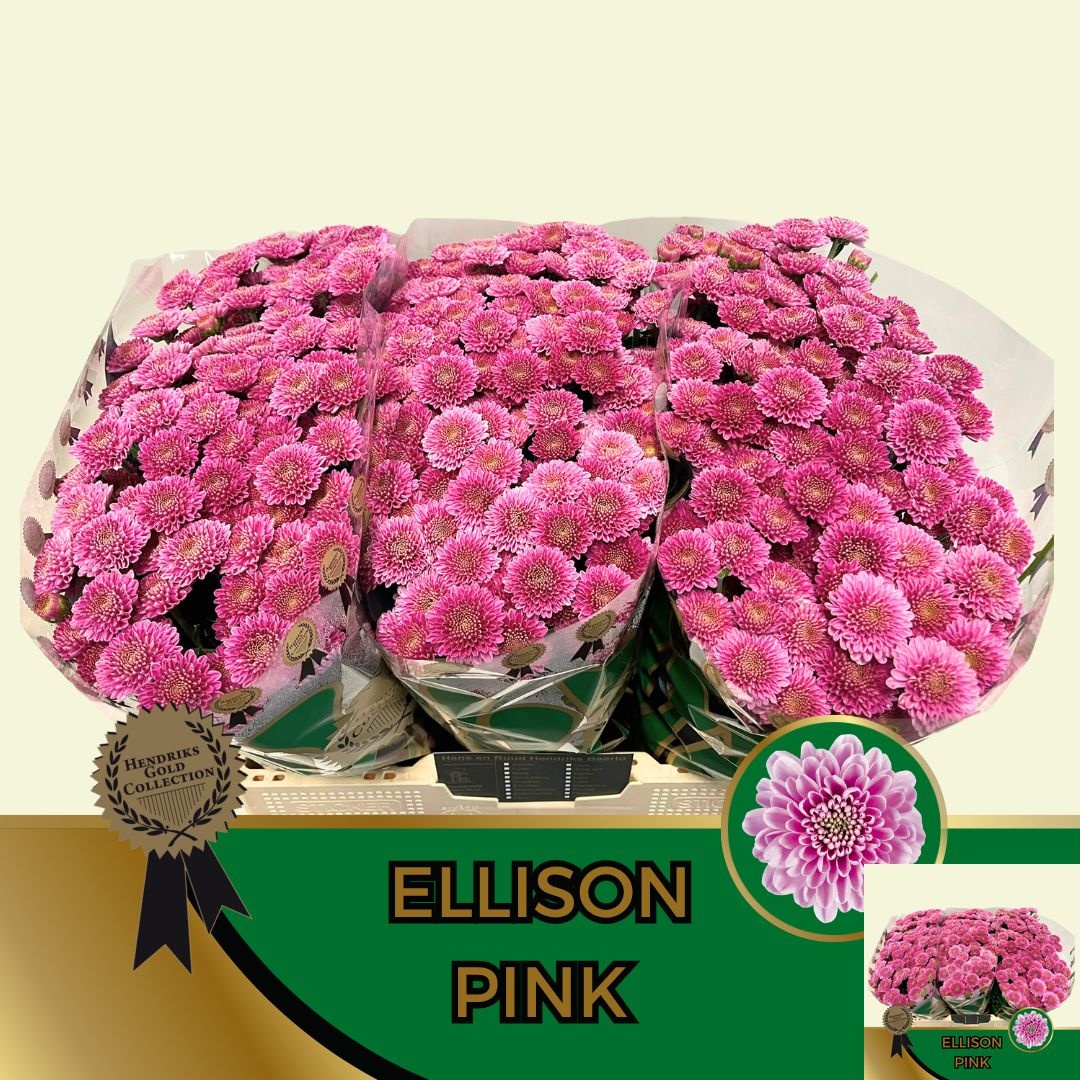 Chrys Santini Ellison 55cm 130Ø