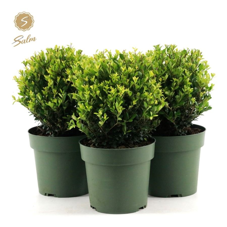 Picture of Ilex crenata 'Jenny'® Ball Ø20cm P17
