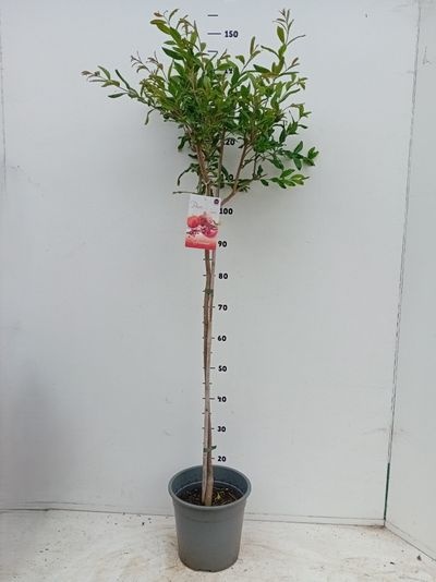 Punica granatum