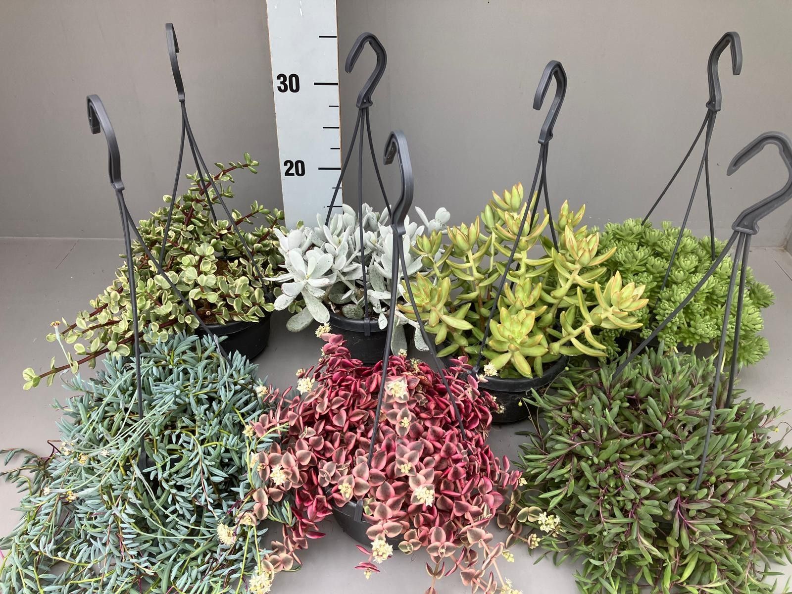 Succulenten 7 hangmix kan variëren