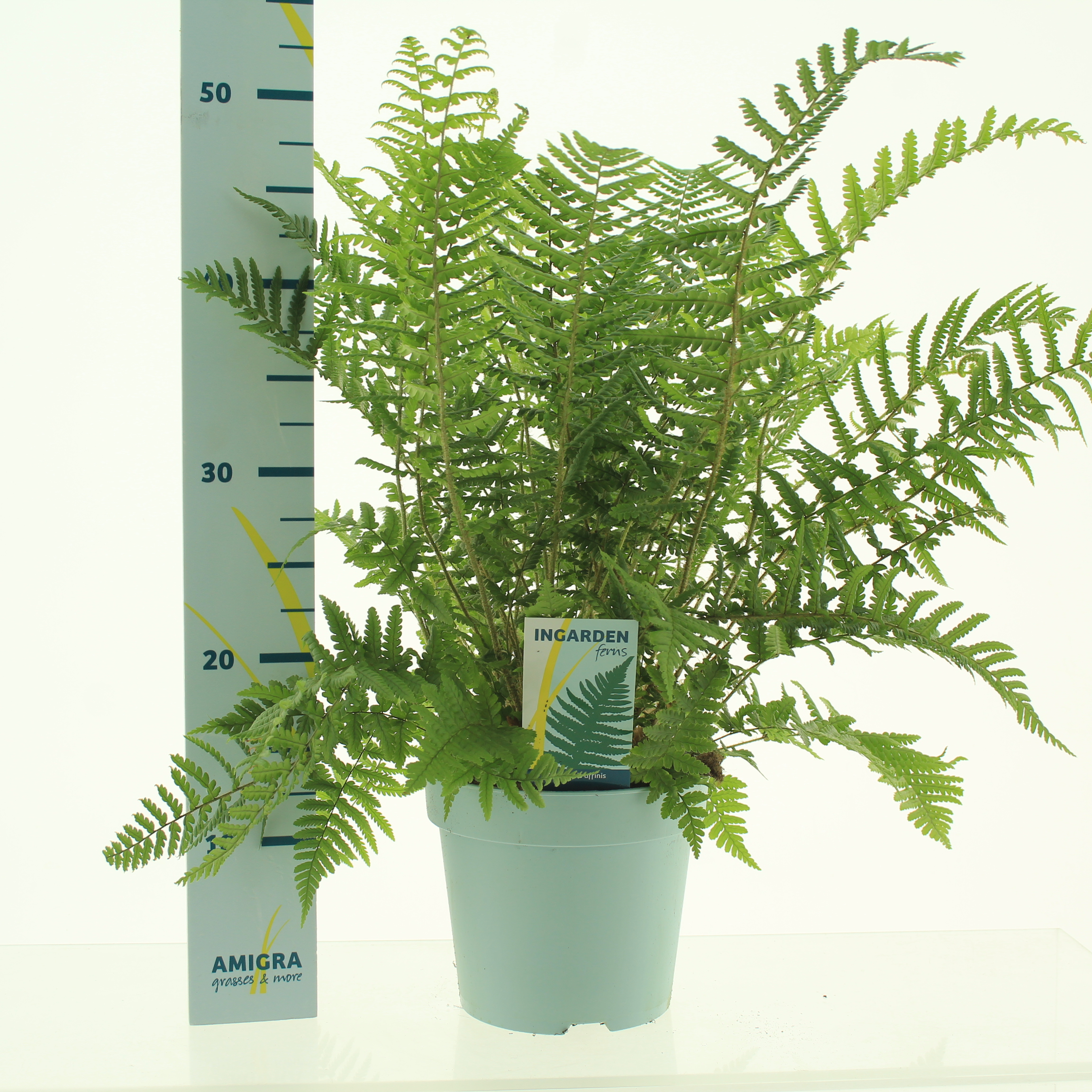 Picture of Dryopteris affinis