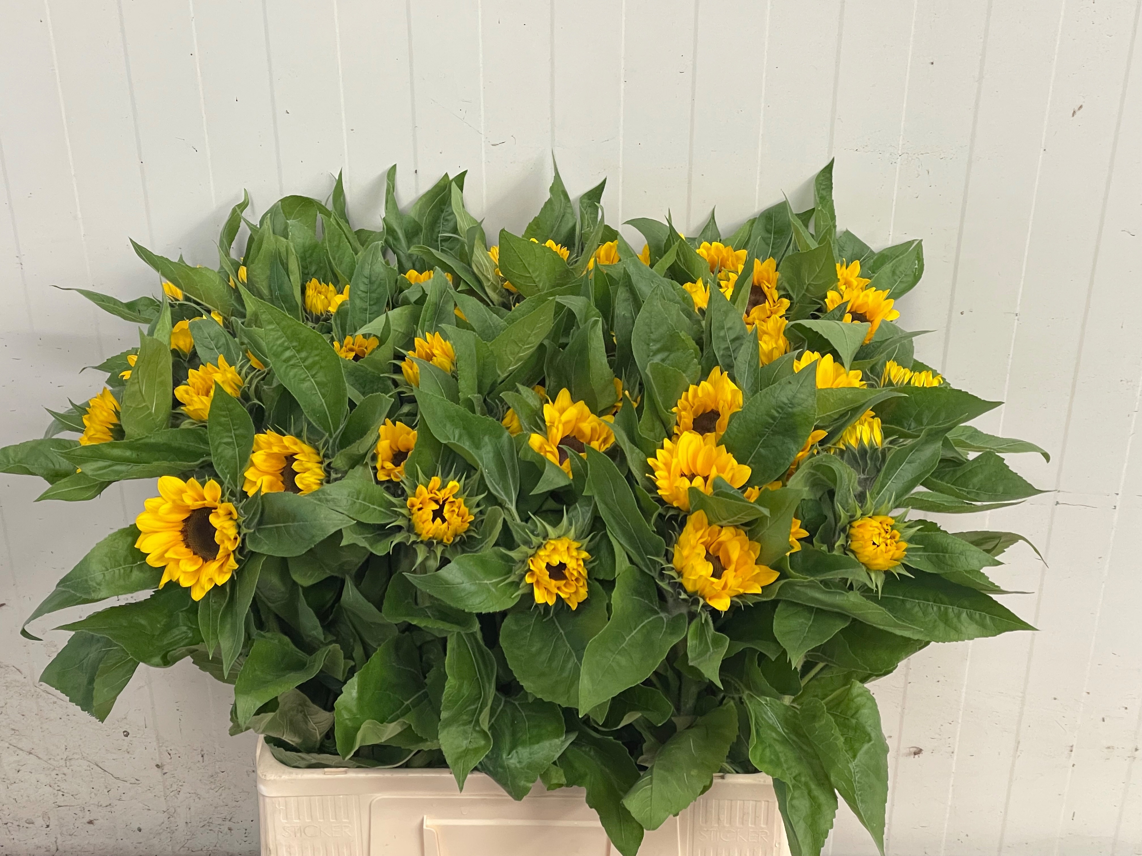 Helianthus Sunrich Or 60cm 5Ø