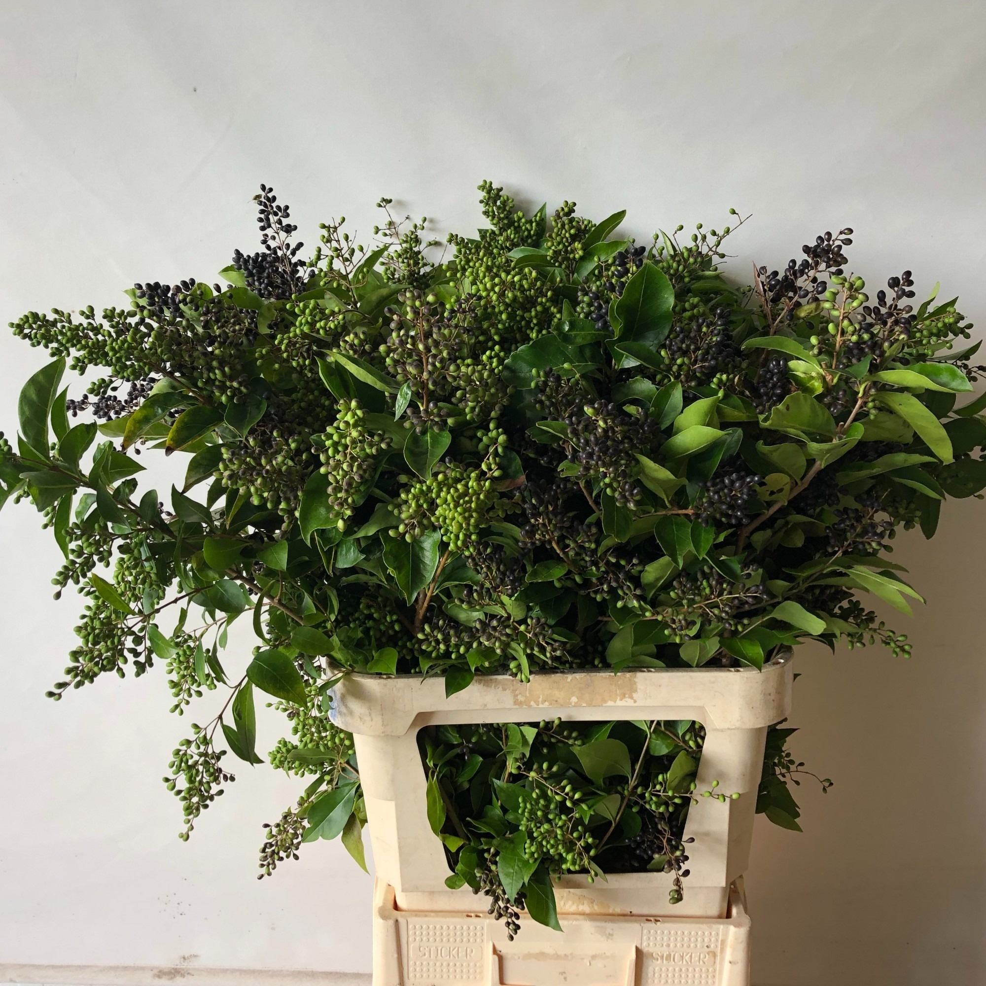 Ligustrum Winter J 100cm