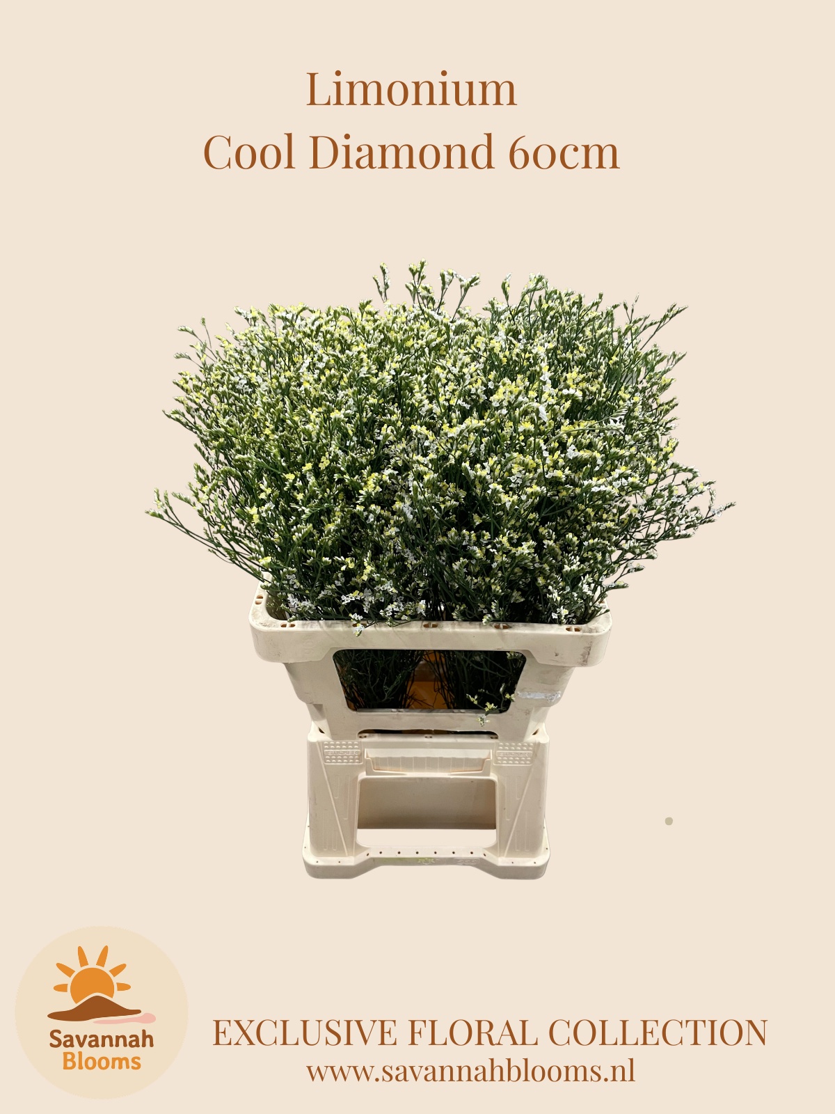 Limonium Sin Cool Diamond 60cm 25gram