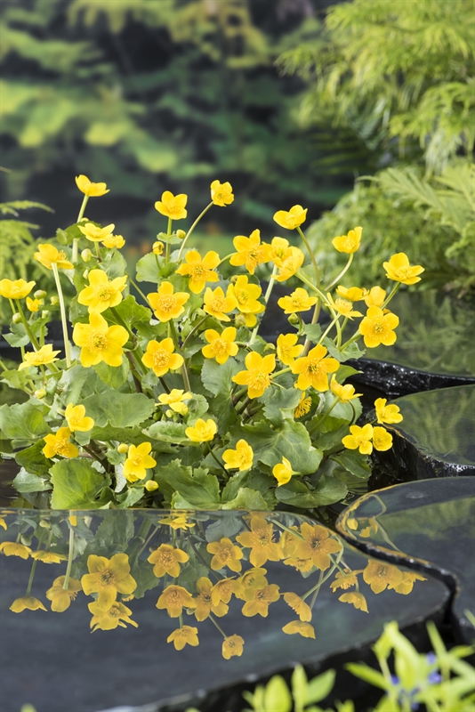 Picture of Caltha palustris P18 (2.5 Ltr)