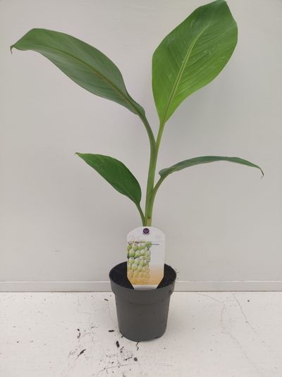 Musa chiliocarpa