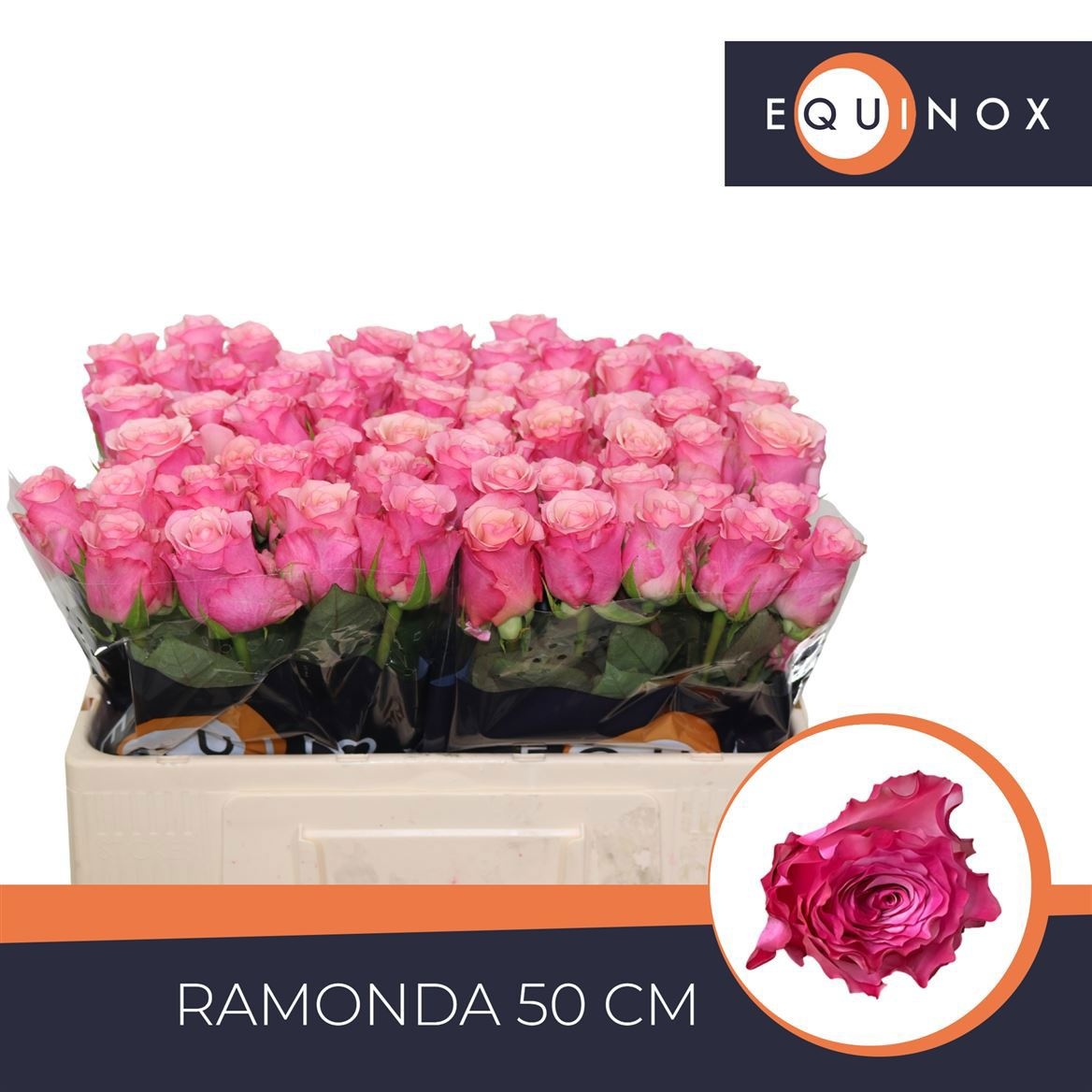 R Gr Ramonda