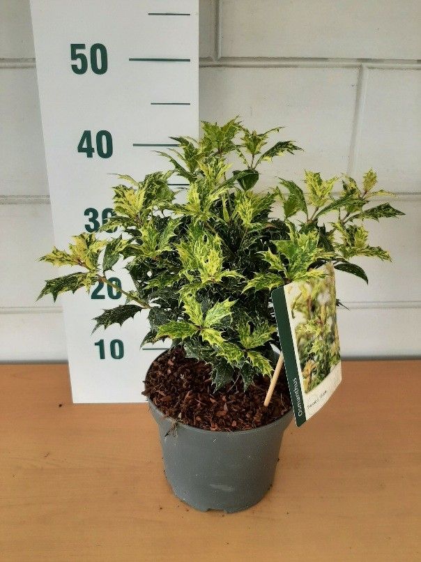 Osmanthus het. 'Tricolor'