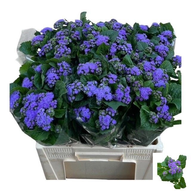 Ageratum Blue Planet 60cm