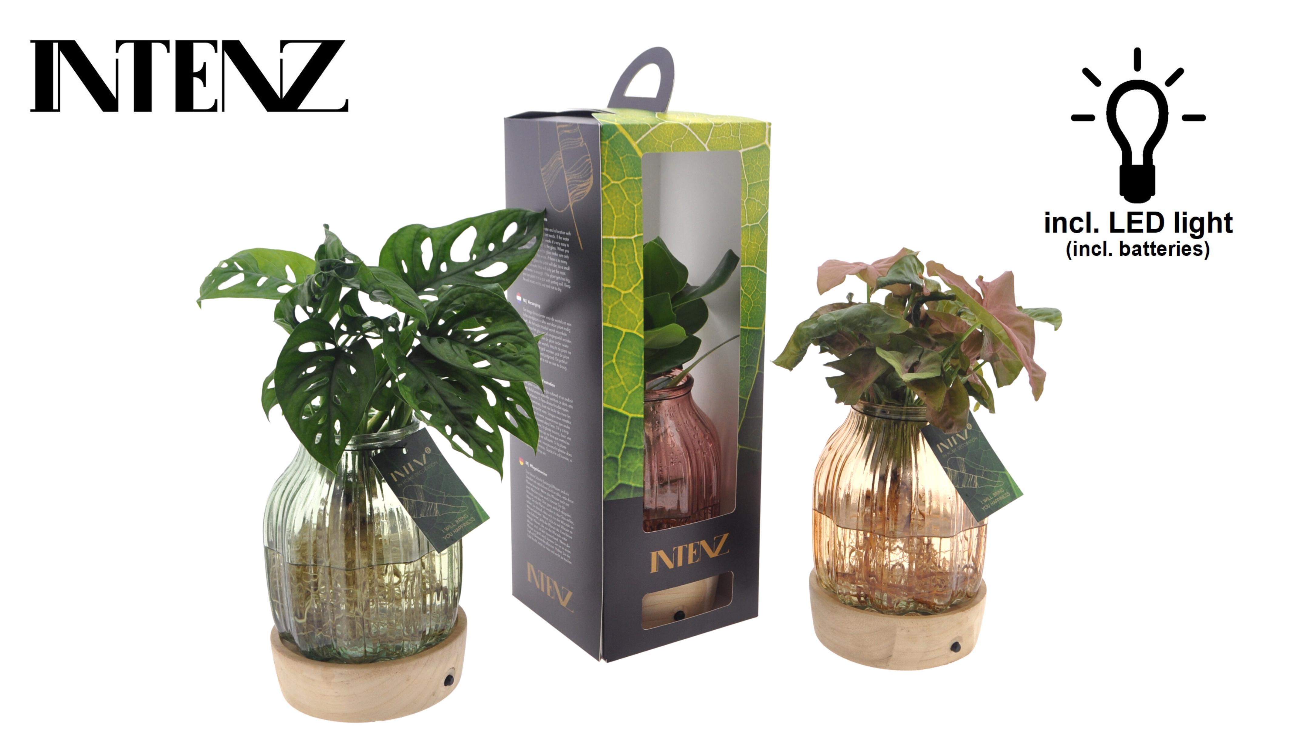 Picture of Hydroponic Intenz varieties in Florence glas + LED + giftbox P12 30CM