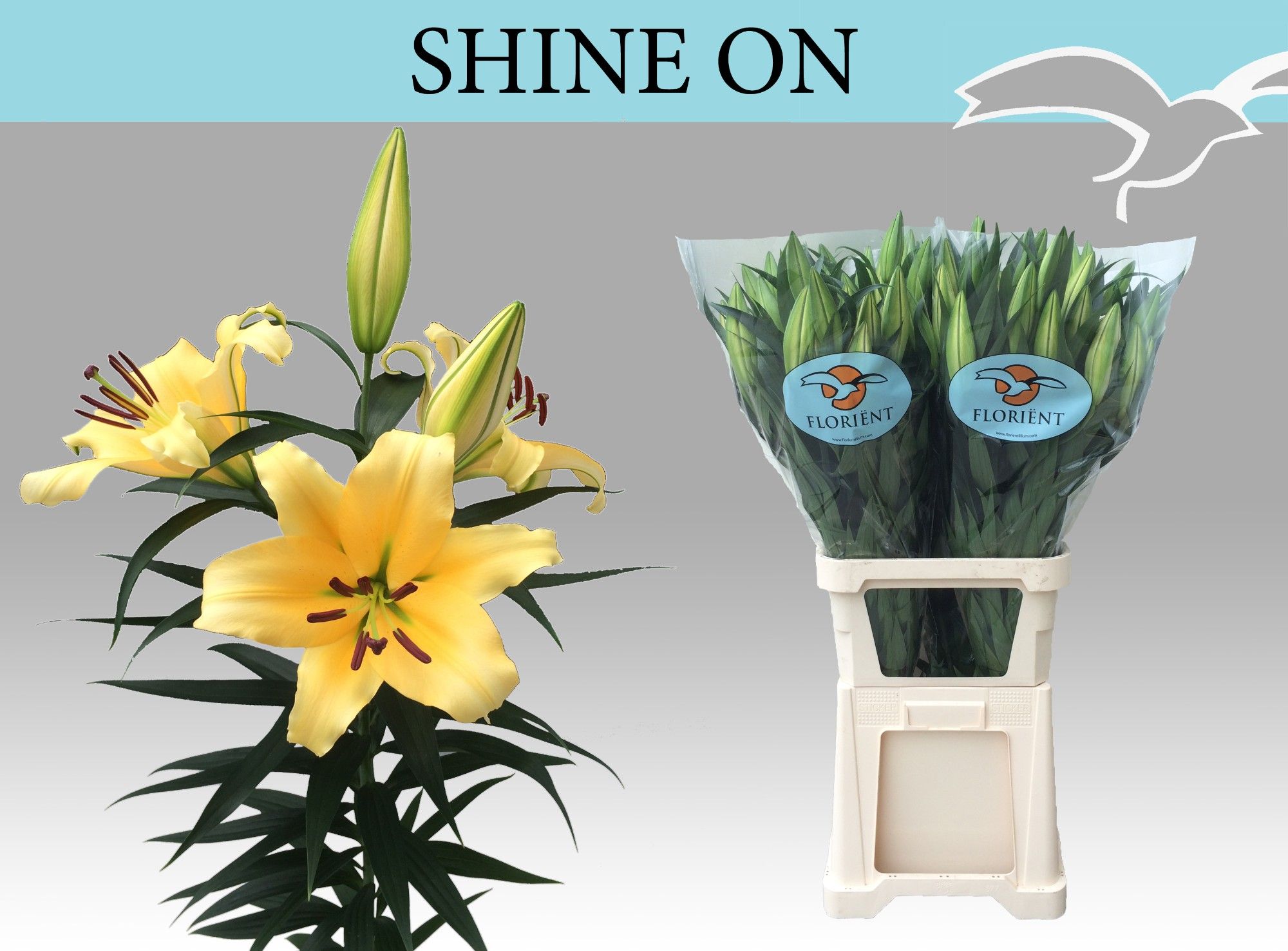 Lilium Ot Shine On 100cm 5/7bl