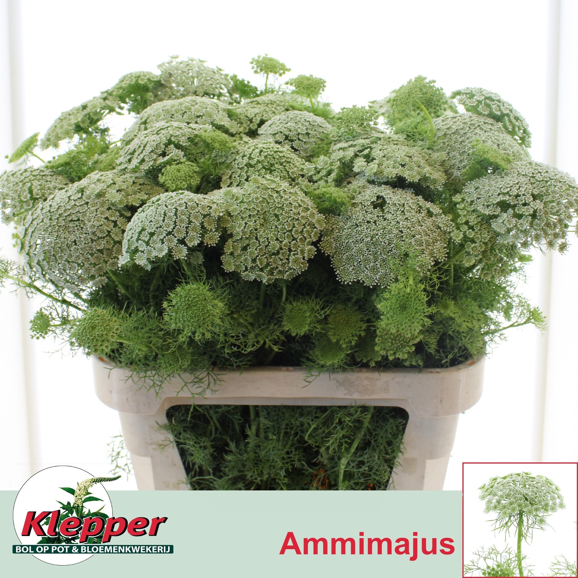 Ammi Vis Casablanca