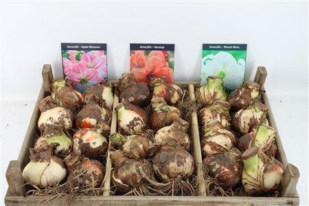 Hippeastrum Mixed 4bl