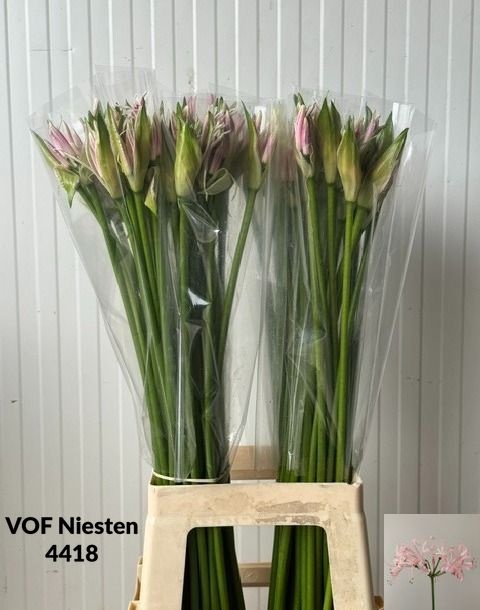 Ne Bo Berenice 80cm