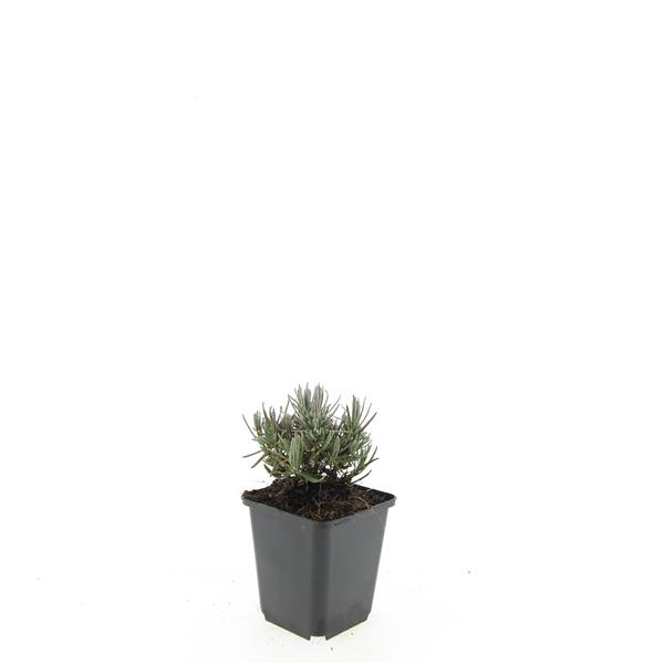 Picture of Lavandula ang. Dwarf Blue P9