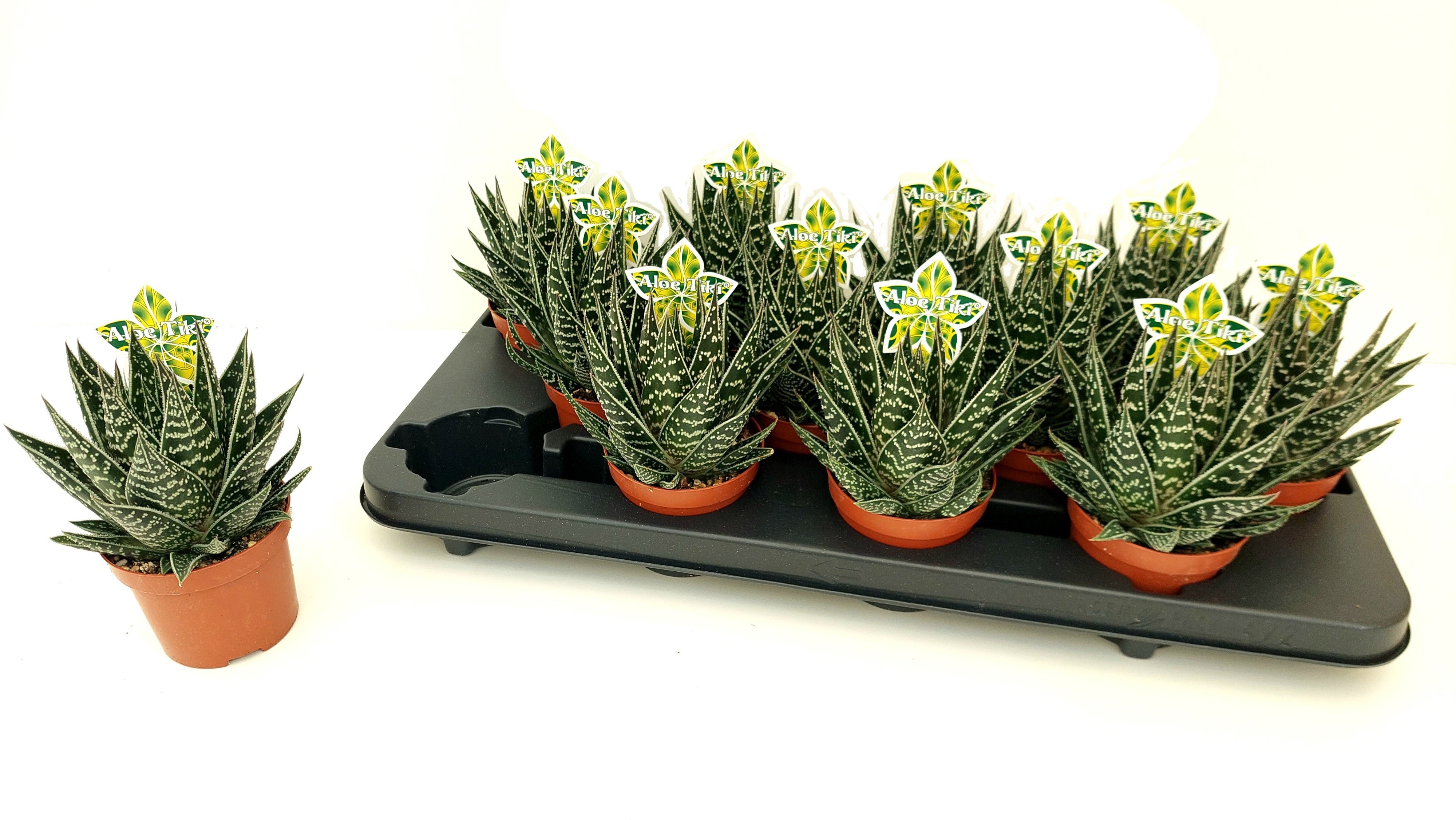 Aloe Tiki Tahi 9Ø 17cm