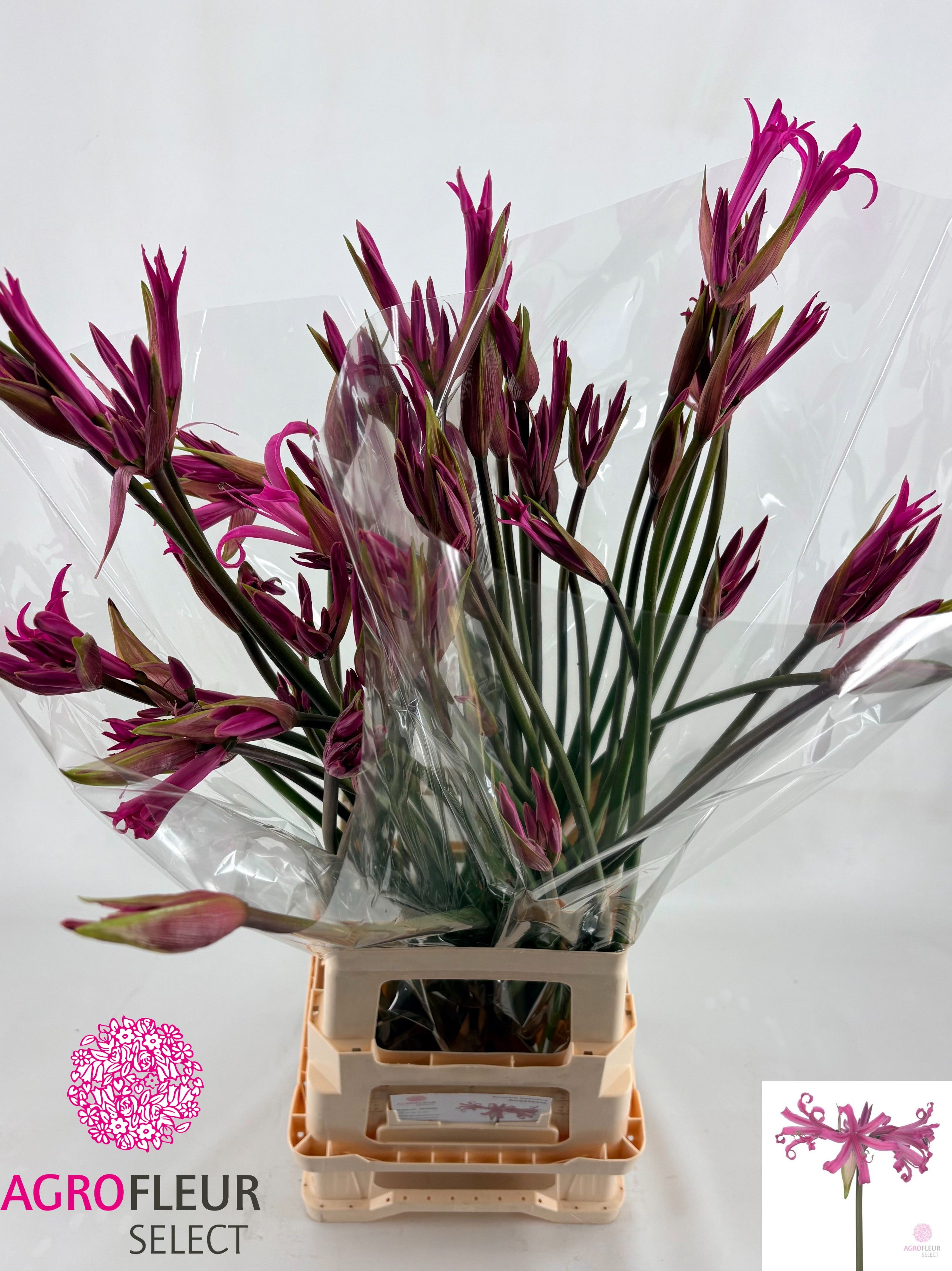 Nerine Amarine Dark Pink 70cm